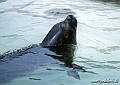 Zoo KBH 1998 0023